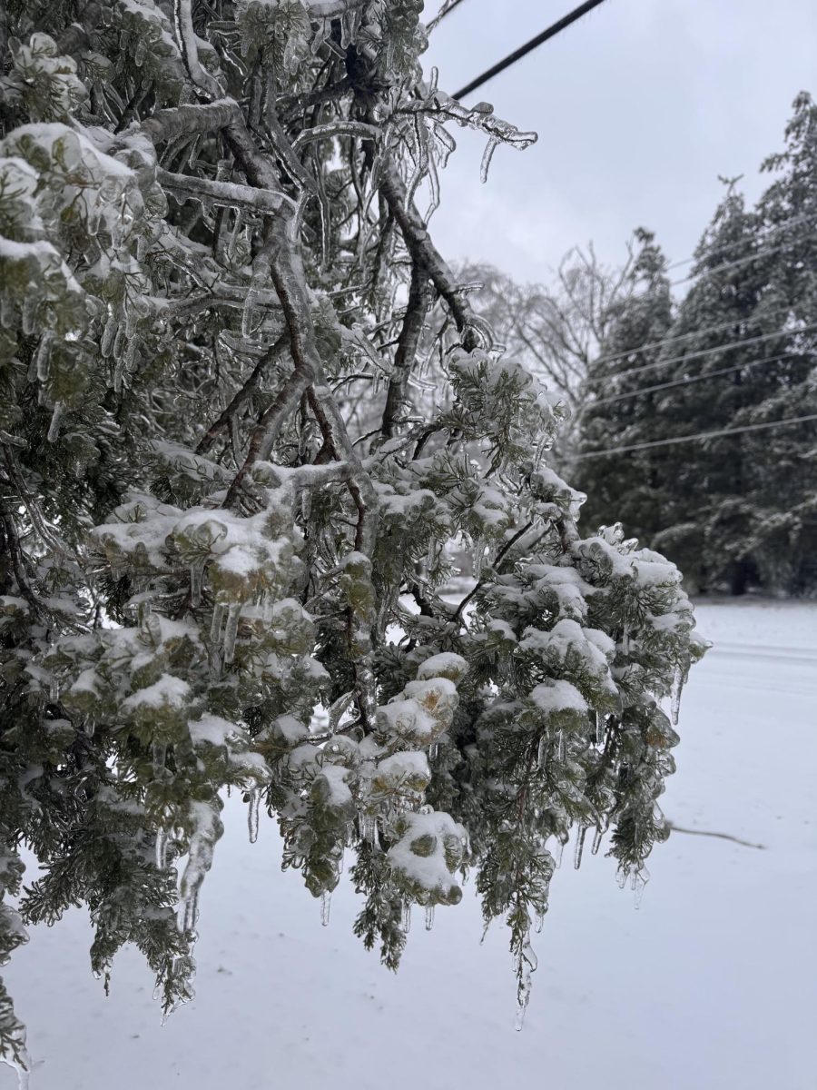 Trees and shrubs sank with the weight of the ice. Some snapped while others are still damaged from the storm.